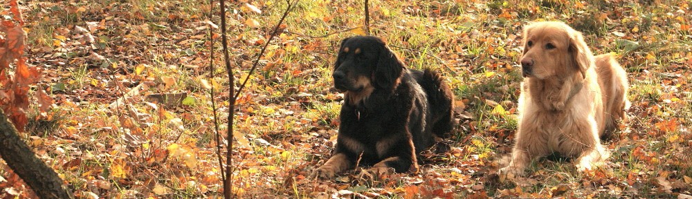 LECCINUM FCI – hodowla hovawartów