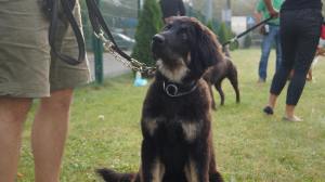 14324594_616719401833356_3941898365718374029_o