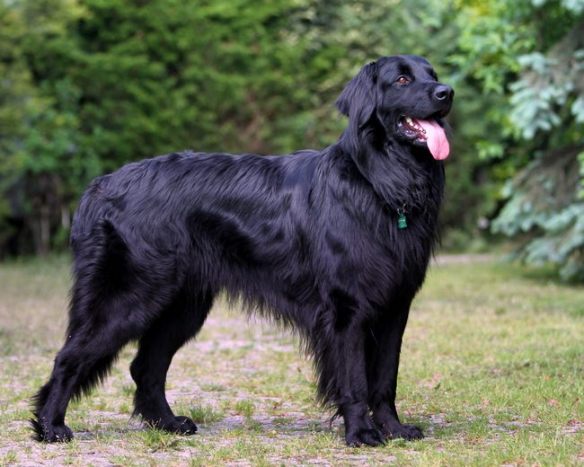 Harley-Sun-des-Leus-Altiers-2015-05-tn