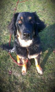 15310368_655130851325544_102468406_n